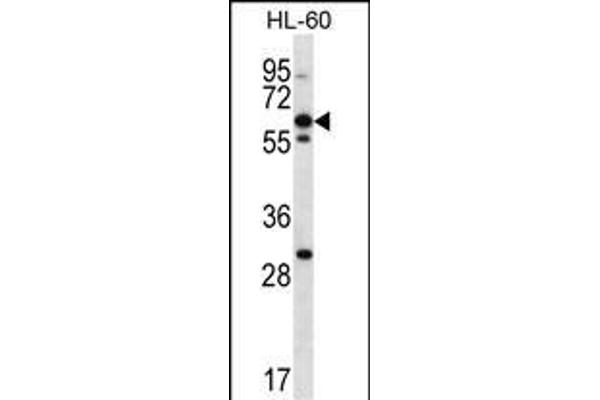 NPTXR antibody  (AA 180-209)