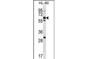NPTXR Antibody (Center) (ABIN657067 and ABIN2846231) western blot analysis in HL-60 cell line lysates (35 μg/lane).