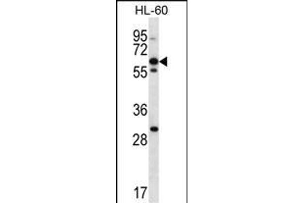 NPTXR Antikörper  (AA 180-209)