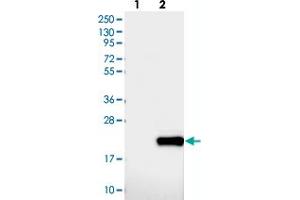 DNAJC24 Antikörper