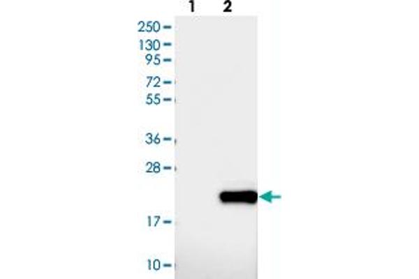 DNAJC24 Antikörper