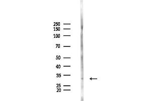 anti-Inositol(myo)-1(or 4)-Monophosphatase 2 (IMPA2) antibody
