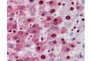 Anti-NPM1 antibody IHC of human liver. (NPM1 antibody  (AA 81-294))