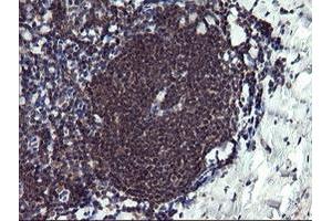 Image no. 3 for anti-Peptidylprolyl Isomerase (Cyclophilin)-Like 3 (PPIL3) antibody (ABIN1500364) (PPIL3 antibody)