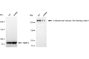 Western blotting analysis using Chromodomain helicase DNA binding protein 4 antibody (ABIN7800918). (Recombinant Chromodomain Helicase DNA Binding 4 antibody)