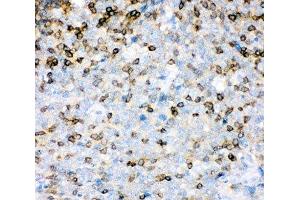 IHC-P: IL16 antibody testing of human tonsil tissue (IL16 antibody  (AA 1212-1332))
