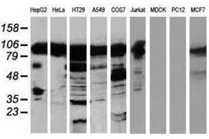 Image no. 1 for anti-Transforming, Acidic Coiled-Coil Containing Protein 3 (TACC3) antibody (ABIN1498101) (TACC3 antibody)