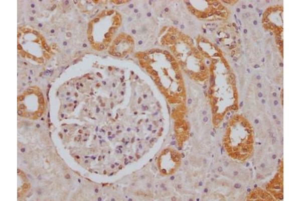 FGGY antibody  (AA 1-244)