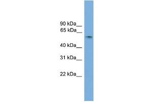 WB Suggested Anti-Sox10 Antibody Titration:  0.