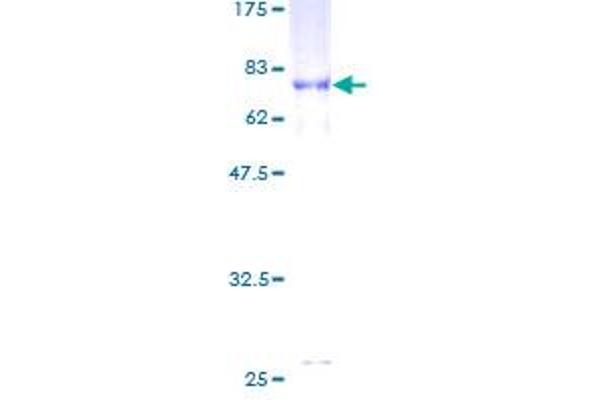 TUBB2C Protein (AA 1-445) (GST tag)