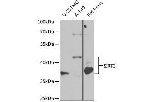 Western blot analysis of extracts of various cell lines, using SIRT2 antibody (ABIN1874785) at 1:1000 dilution. (SIRT2 antibody)