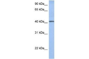 Western Blotting (WB) image for anti-Yip1 Domain Family, Member 1 (YIPF1) antibody (ABIN2459285) (YIPF1 antibody)