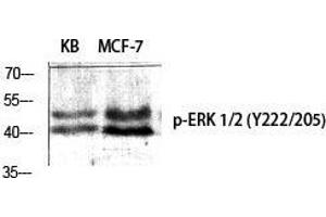 Western Blot (WB) analysis of specific cells using Phospho-ERK 1/2 (Y222/205) Polyclonal Antibody. (ERK1/2 antibody  (pTyr205, pTyr222))