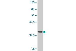 Western Blot detection against Immunogen (37 KDa) . (MCM2 antibody  (AA 805-904))