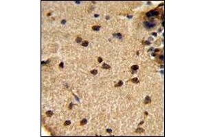 AP18036PU-N GLS Antibody staining of Formalin-fixed, Paraffin-Embedded Human brain tissue using peroxidase-conjugated secondary antibody, followed by DAB staining. (Glutaminase Kidney Isoform (C-Term) antibody)