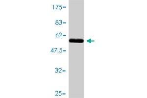 Western Blot detection against Immunogen (60. (EIF2S1 antibody  (AA 1-315))