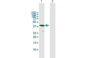 Western Blot analysis of AIFM2 expression in transfected 293T cell line by AIFM2 MaxPab polyclonal antibody. (AIFM2 antibody  (AA 1-373))