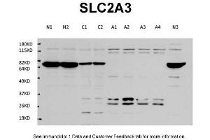 WB Suggested Anti-SLC2A3 Antibody Titration: 1 ug/mlPositive Control: Cultured mouse primary cortex neuron, mouse cerebellum tissue sample, cultured mouse primary cortex astrocyte, (SLC2A3 antibody  (Middle Region))