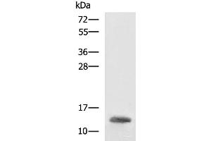 Western blot analysis of K562 cell lysate using HBZ Polyclonal Antibody at dilution of 1:1600 (HBZ antibody)