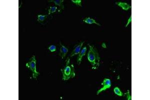 Immunofluorescent analysis of Hela cells using ABIN7169707 at dilution of 1:100 and Alexa Fluor 488-congugated AffiniPure Goat Anti-Rabbit IgG(H+L) (SIRPB1 antibody  (AA 30-371))