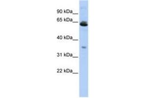TOMM40L antibody  (AA 107-156)
