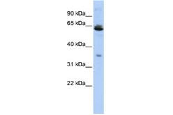 TOMM40L antibody  (AA 107-156)