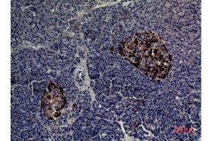 Immunohistochemistry (IHC) analysis of paraffin-embedded Human Pancreas, antibody was diluted at 1:100. (CMTM5 antibody  (N-Term))