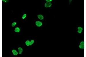 Anti-HOXC11 mouse monoclonal antibody (ABIN2454334) immunofluorescent staining of COS7 cells transiently transfected by pCMV6-ENTRY HOXC11 (RC201475). (HOXC11 antibody)