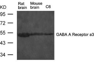 Western blot analysis of extract from rat brain and mouse brain tissue and C6 cells using GABA A Receptor a3 Antibody