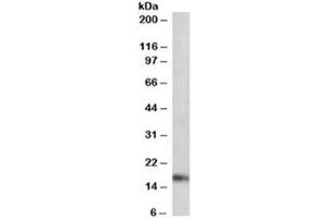Western blot testing of mouse heart lysate with ANF antibody at 0. (HESX Homeobox 1 antibody)
