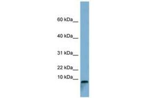 TCTA antibody  (C-Term)