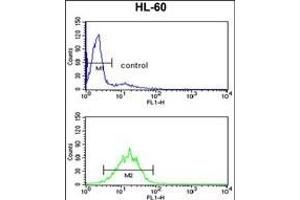 DDX17 Antibody (N-term) (ABIN653270 and ABIN2842787) flow cytometry analysis of HL-60 cells (bottom histogram) compared to a negative control cell (top histogram). (DDX17 antibody  (N-Term))