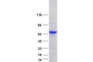 Validation with Western Blot