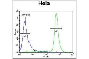 Flow Cytometric analysis of Hela cells using HS3ST2 Antibody (C-term) Cat. (HS3ST2 antibody  (C-Term))