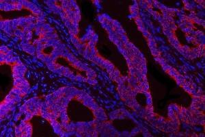 IF analysis of DTR/HBEGF using anti-DTR/HBEGF antibody (ABIN7603042). (HBEGF antibody  (Middle Region))