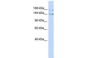 Image no. 1 for anti-Bromodomain Adjacent To Zinc Finger Domain, 1B (BAZ1B) (C-Term) antibody (ABIN6742876) (BAZ1B antibody  (C-Term))