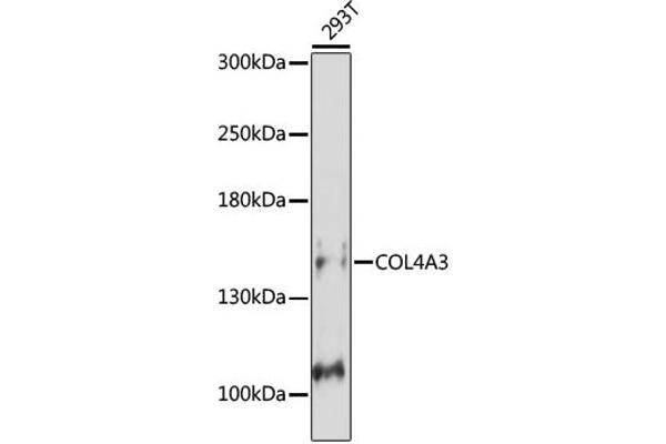 COL4a3 Antikörper  (C-Term)