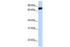 Western Blotting (WB) image for anti-Leucine-Rich Repeats and Calponin Homology (CH) Domain Containing 4 (LRCH4) antibody (ABIN2458925)