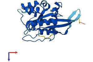 GIMAP Family P-Loop NTPase Domain Containing 1 (GIMD1) (AA 1-217) protein (His tag)