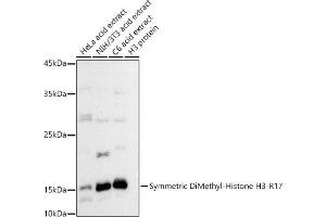 Western blot analysis of extracts of various cell lines, using Symmetric DiMethyl-Histone H3-R17 antibody (ABIN3017470, ABIN3017471, ABIN3017472 and ABIN6220102) at 1:500 dilution. (Histone 3 antibody  (H3R17me2))