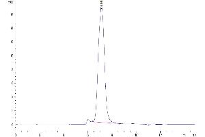 The purity of Cynomolgus B7-2 is greater than 95 % as determined by SEC-HPLC. (CD86 Protein (CD86) (AA 26-240) (His tag))