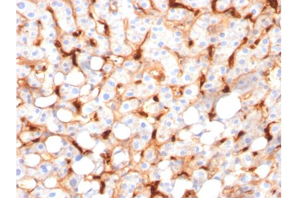 C1QB antibody  (AA 41-188)