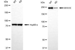 Western blotting analysis using MYH10 antibody (ABIN7799526).