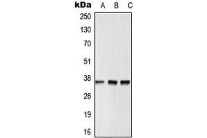 Western blot analysis of GPR12 expression in HepG2 (A), Raw264. (G Protein-Coupled Receptor 12 antibody  (N-Term))