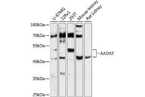 Western blot analysis of extracts of various cell lines, using AADAT antibody (ABIN6127317, ABIN6136314, ABIN6136316 and ABIN6216949) at 1:3000 dilution. (AADAT antibody  (AA 34-429))