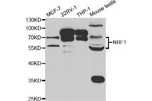 Western blot analysis of extracts of various cell lines, using NRF1 antibody (ABIN5973230) at 1/1000 dilution. (NFE2L1 antibody)