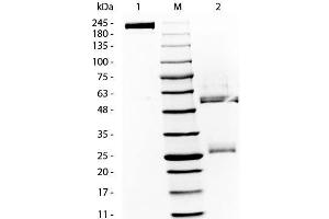 SDS-PAGE of Rat Gamma Globulin. (gamma Globulin Fraction Protein)