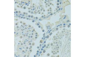 Immunohistochemistry of paraffin-embedded mouse testis using PSIP1 antibody (ABIN6290727) at dilution of 1:100 (40x lens).