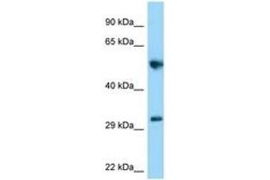 Image no. 1 for anti-Mediator of Cell Motility 1 (MEMO1) (AA 171-220) antibody (ABIN6748220) (MEMO1 antibody  (AA 171-220))