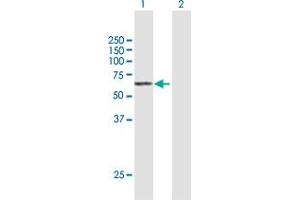 Western Blot analysis of SGPL1 expression in transfected 293T cell line by SGPL1 MaxPab polyclonal antibody. (SGPL1 antibody  (AA 1-568))